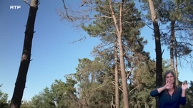 Imagem de Recuperar o Pinhal de Leiria