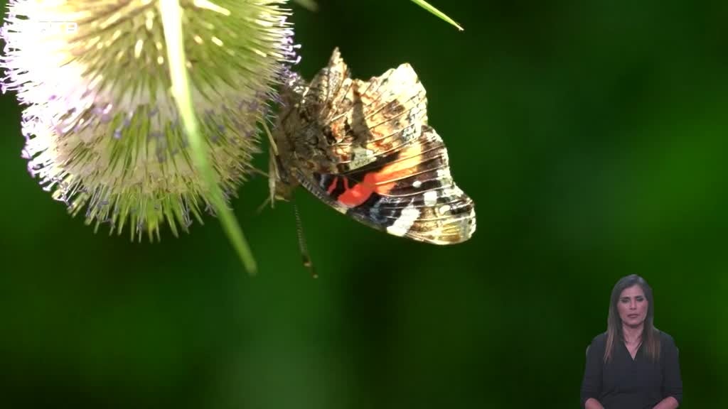Imagem de Biosfera - Insetos em Perigo!