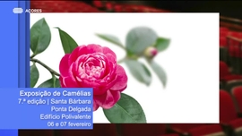 Imagem de Com Gra�a Moniz