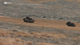 Imagem de O Para�so no Limite: Os Efeitos das Mudan�as Clim�ticas na Fauna Polar