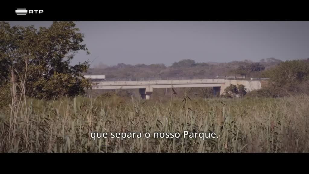 Imagem de A Natureza dos Homens e dos Animais - O Novo Chefe