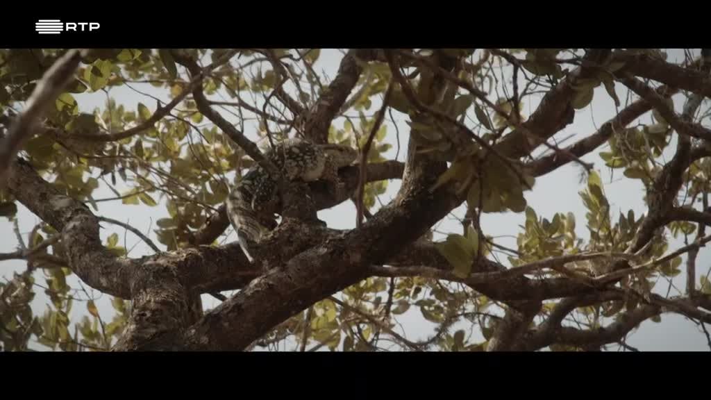 Imagem de A Natureza dos Homens e dos Animais - O Inimigo Número Um