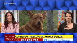 Imagem de Animais de Rua
