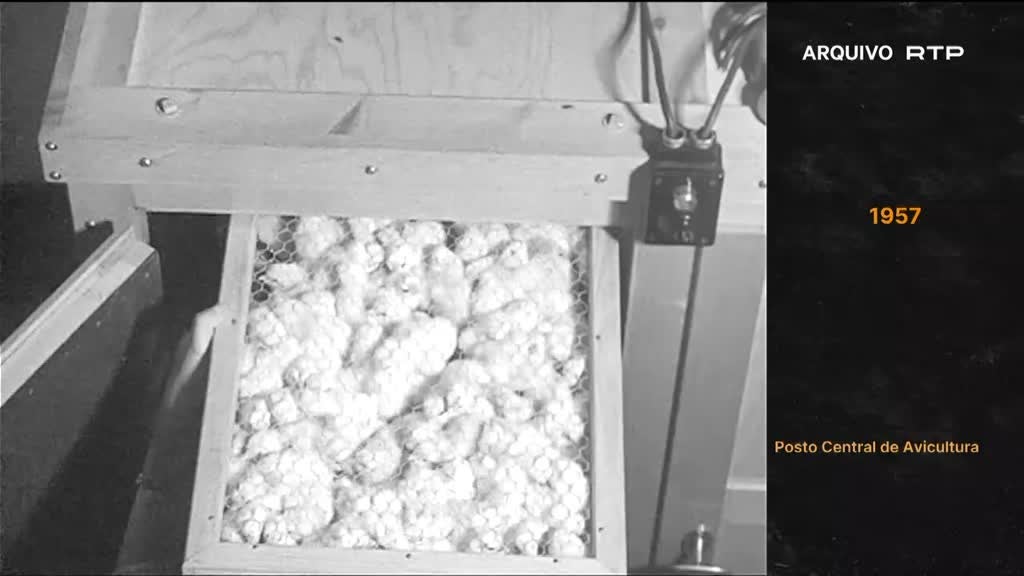 Imagem de Preto no Branco