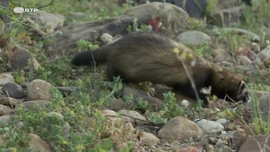 Imagem de Toir�o - O Implac�vel Predador Europeu