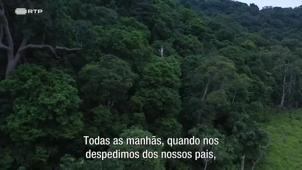 Imagem de Elefantes - Os Arquitetos da Floresta Tr