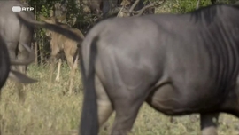 Imagem de Os Predadores da Savana