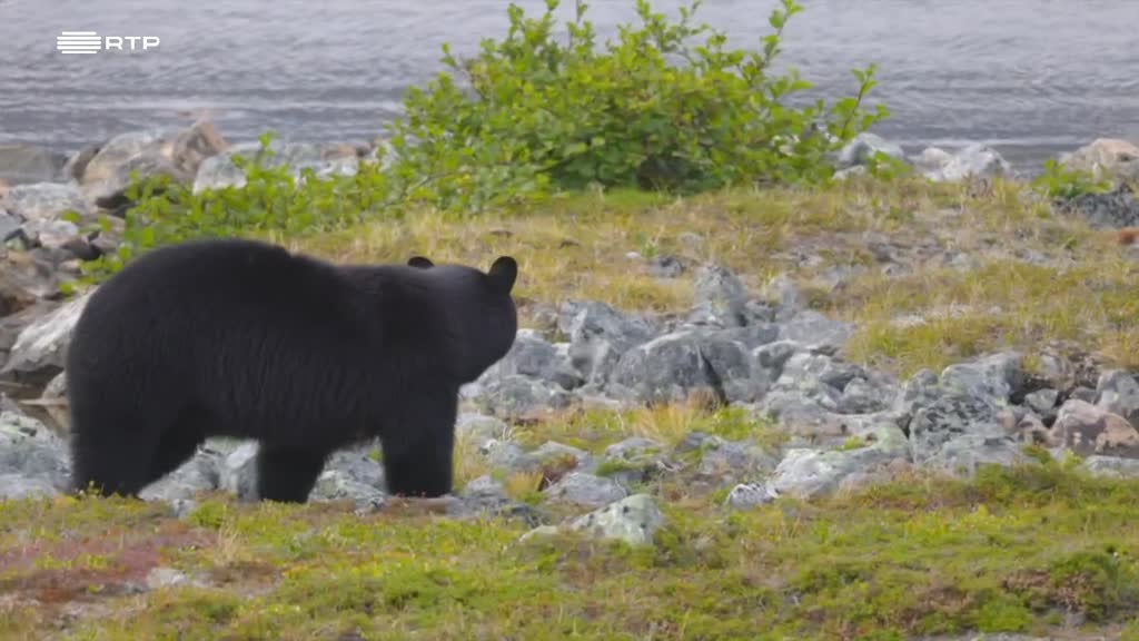 Imagem de Expedição Quebeque-Labrador - No Rasto