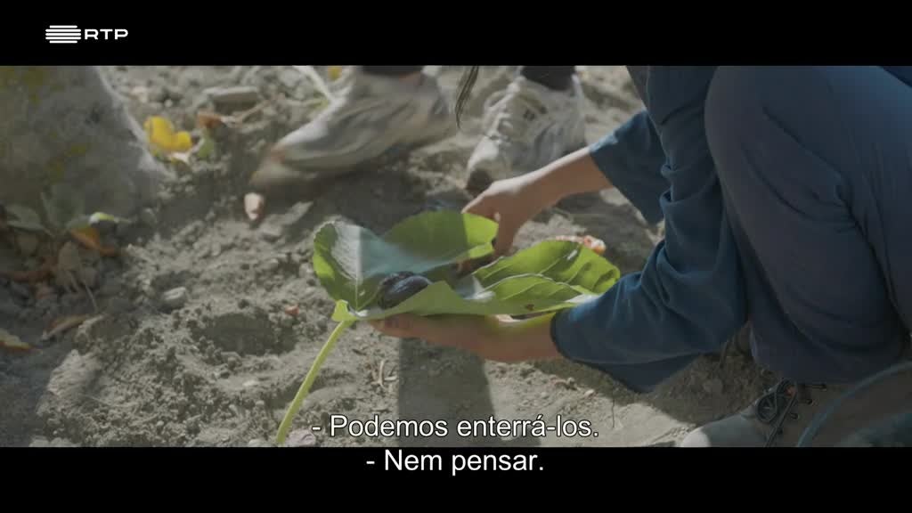 Imagem de Debaixo das Figueiras