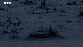 Imagem de Vale Sav�: Um Milagre Selvagem