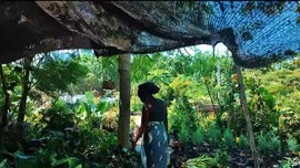 Imagem de Plantadores Africanos