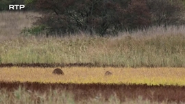 Imagem de Aten��o - Fr�gil: As Lagoas de Brenne
