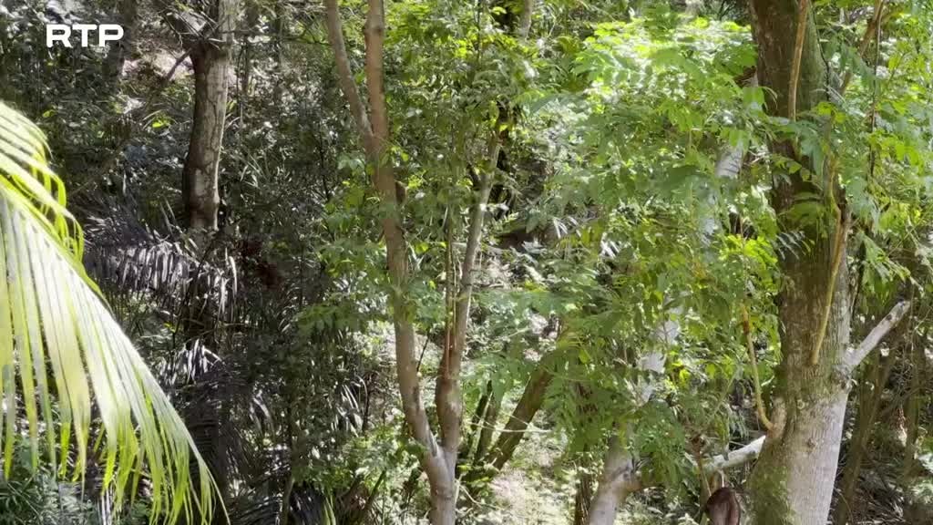 Imagem de Brasil - A Floresta Atlântica