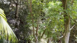 Imagem de Brasil - A Floresta Atl�ntica