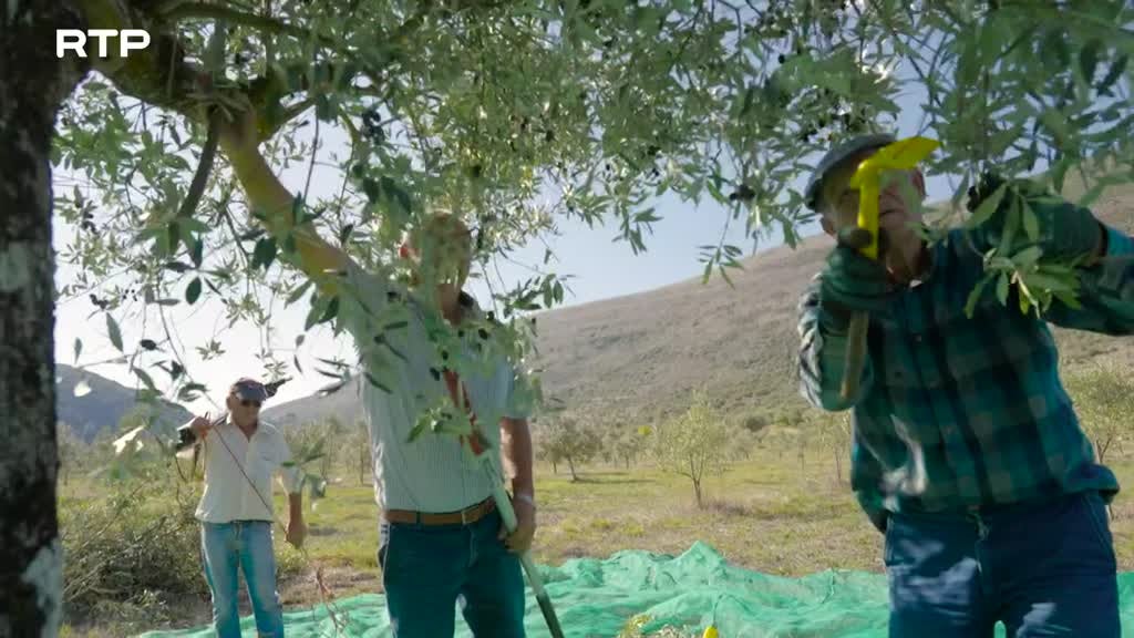 Imagem de Tradição Z