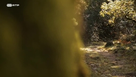 Imagem de RTP Running