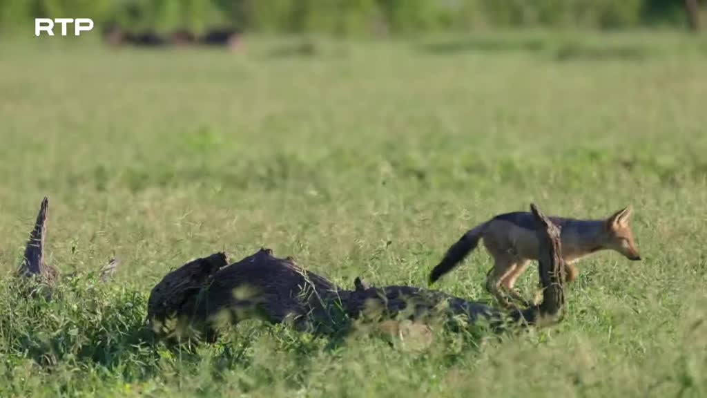 Imagem de A Ternura da Savana