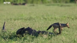 Imagem de A Ternura da Savana