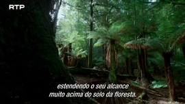 Imagem de Fungos: A Teia da Vida