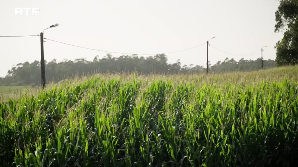 Imagem de Póvoa: Histórias da Terra