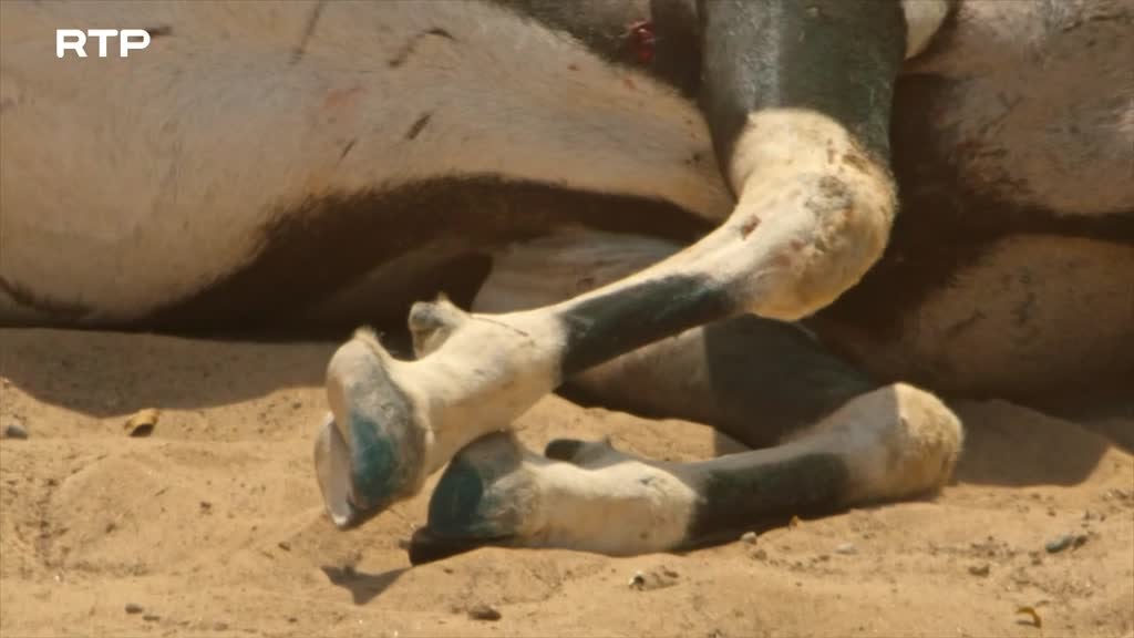Imagem de Espíritos do Deserto: Os Leões da Cost