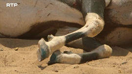 Imagem de Esp�ritos do Deserto: Os Le�es da Costa dos Esqueletos