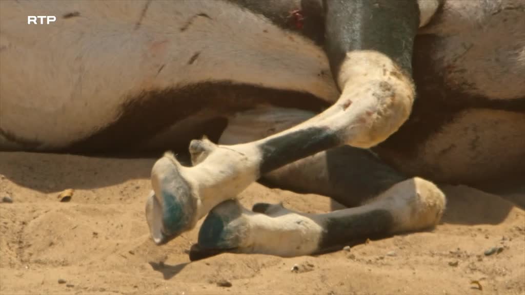 Imagem de Espíritos do Deserto: Os Leões da Cost