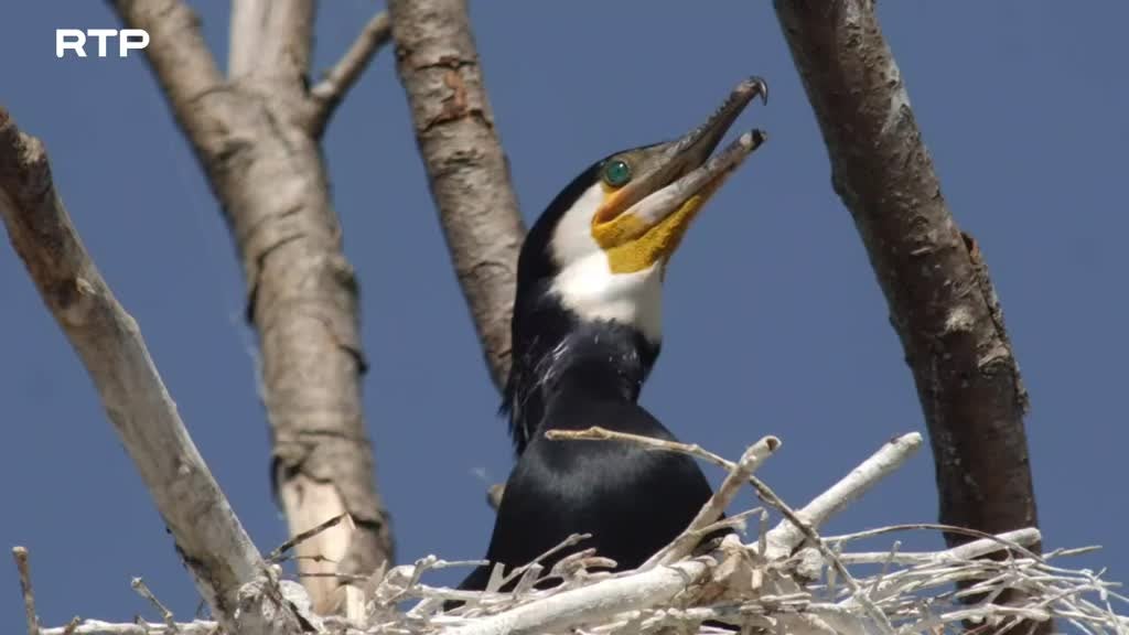 Imagem de A Minha Suécia - Natureza em Mudança