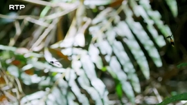 Imagem de As Florestas Tropicais da Ilha