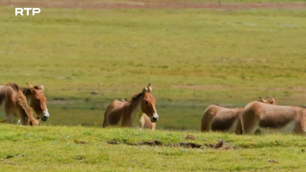 Imagem de Os Segredos Selvagens da China - O Telhado do Mundo