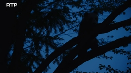Imagem de O Reino dos Pandas