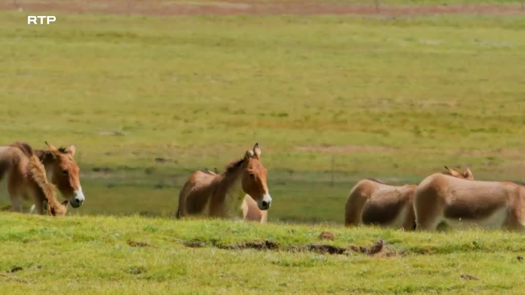 Imagem de Os Segredos Selvagens da China - O Telhado do Mundo