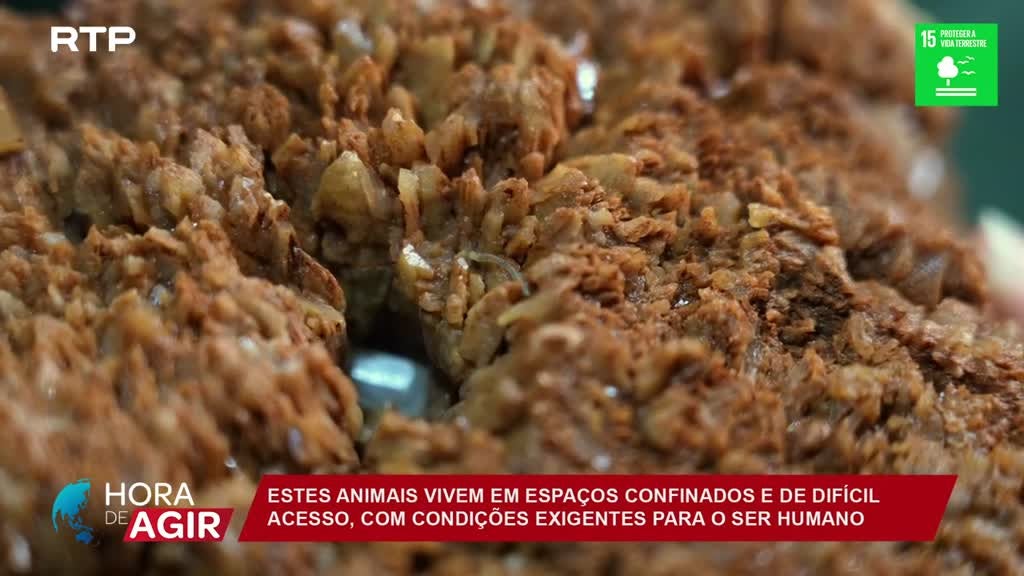 Imagem de Hora de Agir - A Biodiversidade das Cavernas