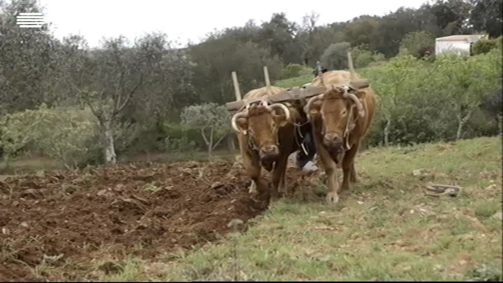 Imagem de O Povo Que Ainda Canta - Baixo Alentejo