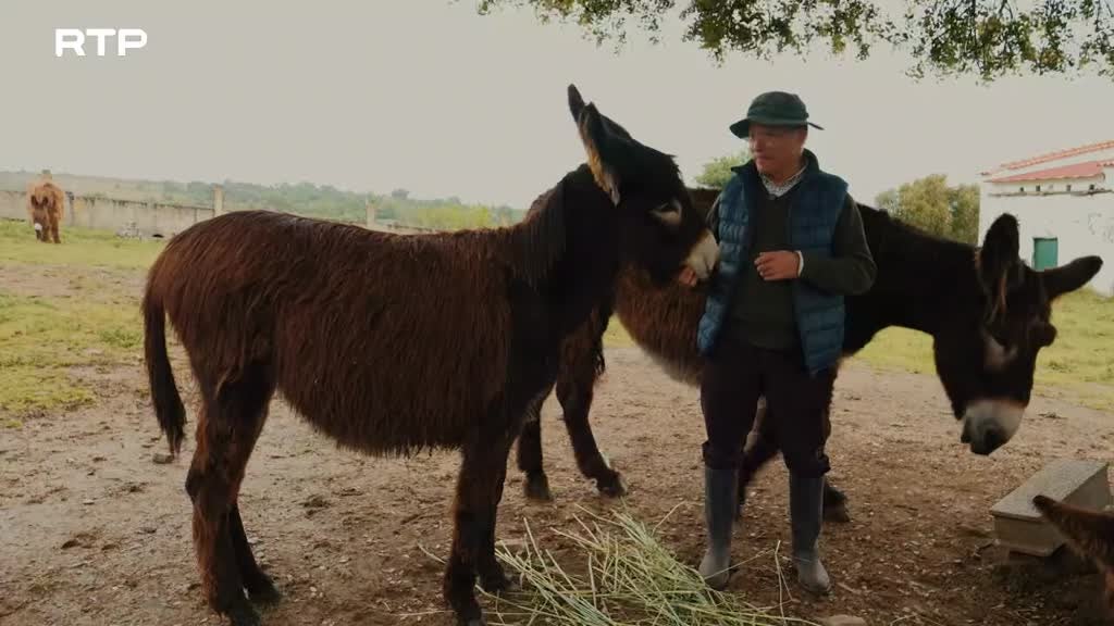 Imagem de Alerta Pelos Burros