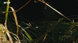 Imagem de O Regresso da Natureza