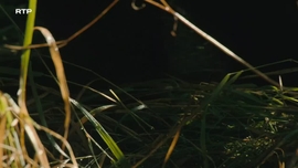 Imagem de O Regresso da Natureza