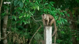 Imagem de George nas Copas das �rvores