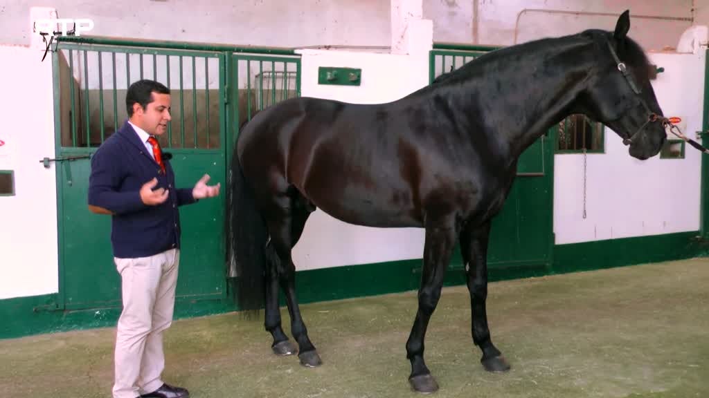 Imagem de Cavalo de Toureio
