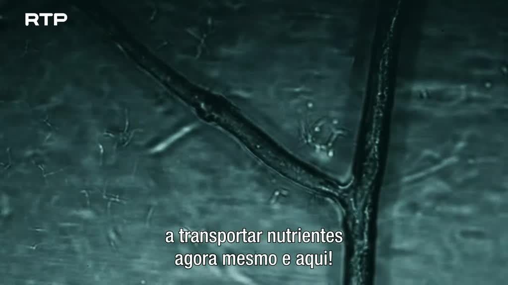 Imagem de A Floresta