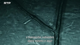 Imagem de A Floresta