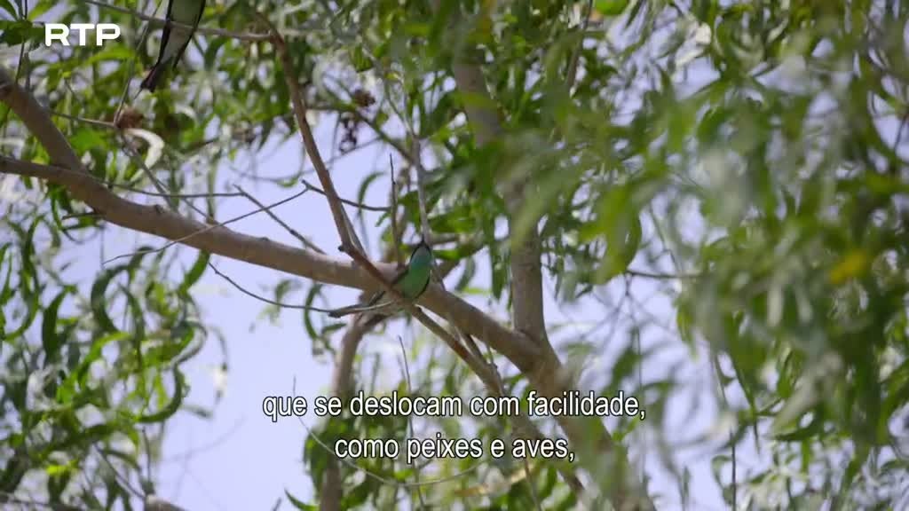 Imagem de Os Estreitos do Mundo - Malaca - Um Porto Generoso