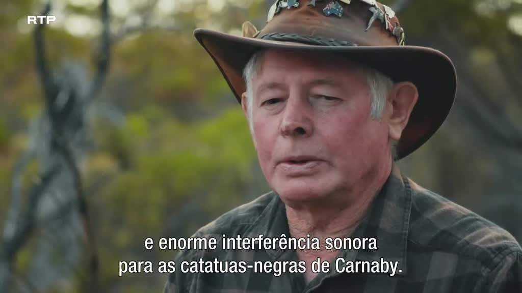 Imagem de Catatuas-Negras em Risco de Vida