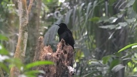 Imagem de Austr�lia Tropical Original