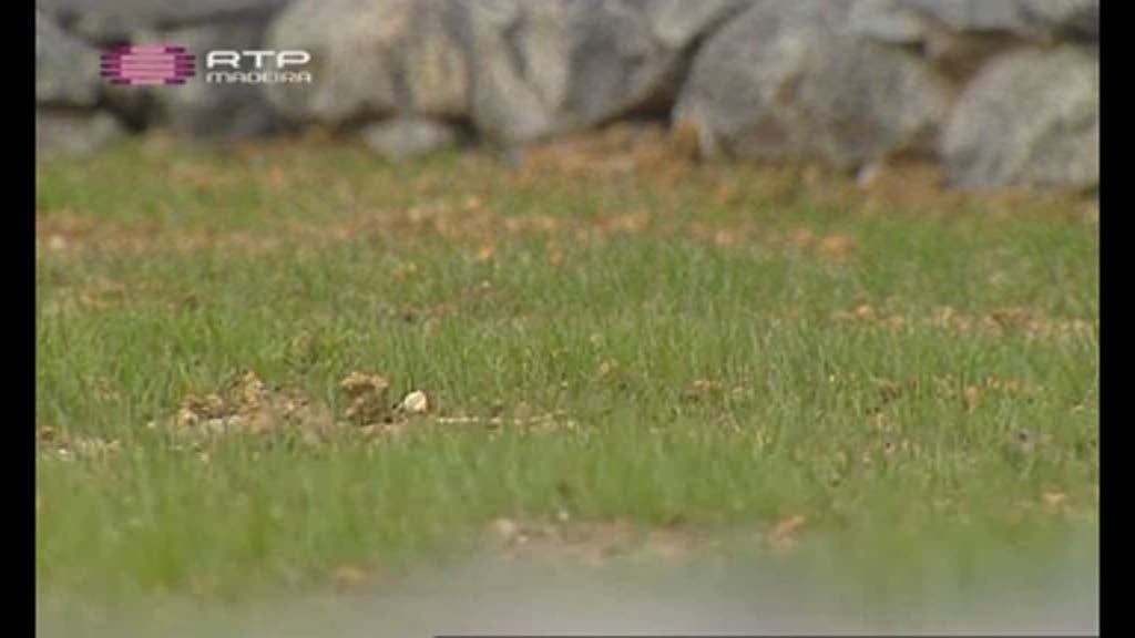 Imagem do Programa / Episiódio - Com os Pés na Terra