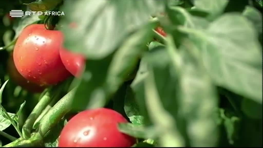 Imagem do Programa / Episiódio - Viva Saúde