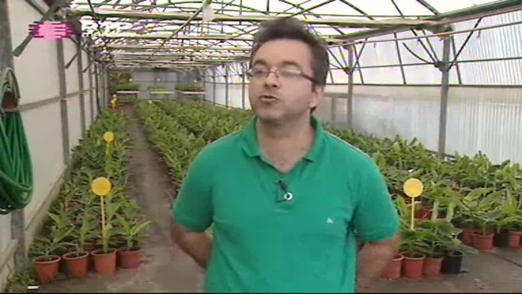 Imagem do Programa / Episiódio - Repórter Madeira