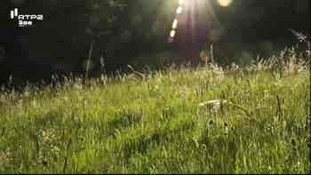 O Para�so das Borboletas...