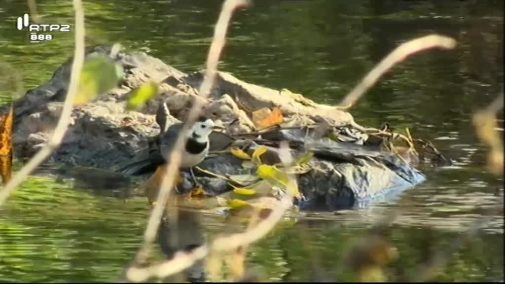 Imagem do Programa / Episiódio - Natureza e Vida Selvagem - Vida Selvagem à Nossa Porta
