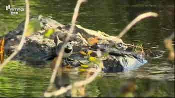 Vida Selvagem � Nossa Porta...
